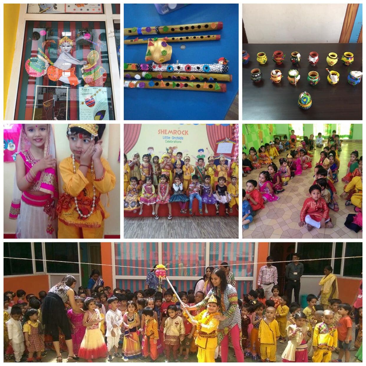 SHEMROCK LITTLE ORCHID